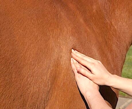 <strong>COURSE</strong> Acupressure for Equine